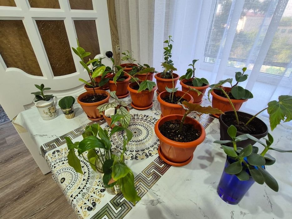 Продам комнатные цветы