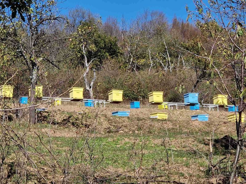 Пчелен билков букет мед Тенекия 25кг