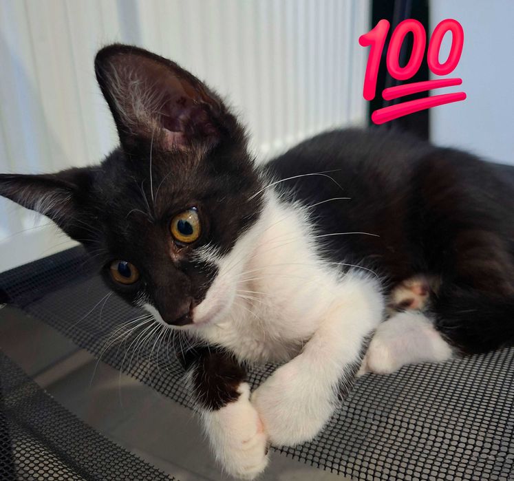 Adoptie pui de pisica motanel,ioachim