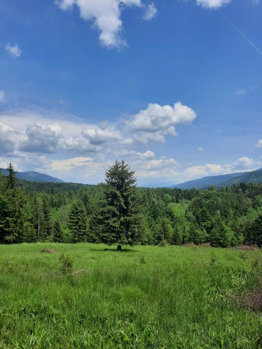 Teren extravilan Câmpu lui Neag(Fețele Topliței)-judetul Hunedoara