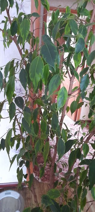 Цветы доя дома или офиса