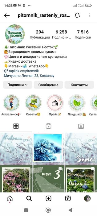 Петуния Цветы и Кустарники