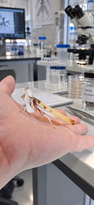 Orchid Mantis Hymenopus coronatus Călugăriță Orhidee Crescută în Captivitate hrana muste micute de vanzare pe cont / insta: Exotic rare insects