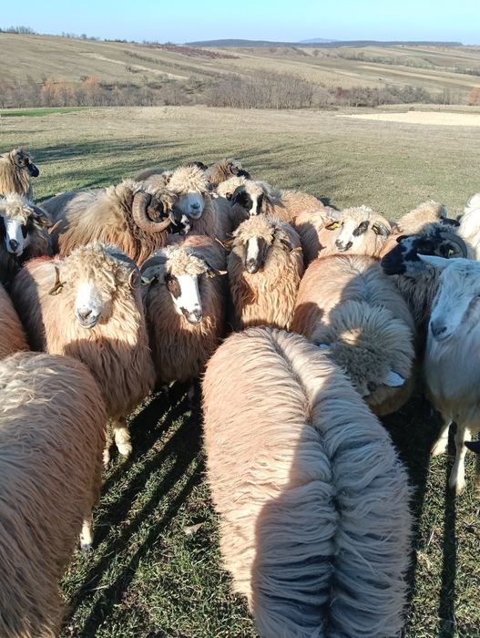 Vând 5 noatine breze și oacheșe