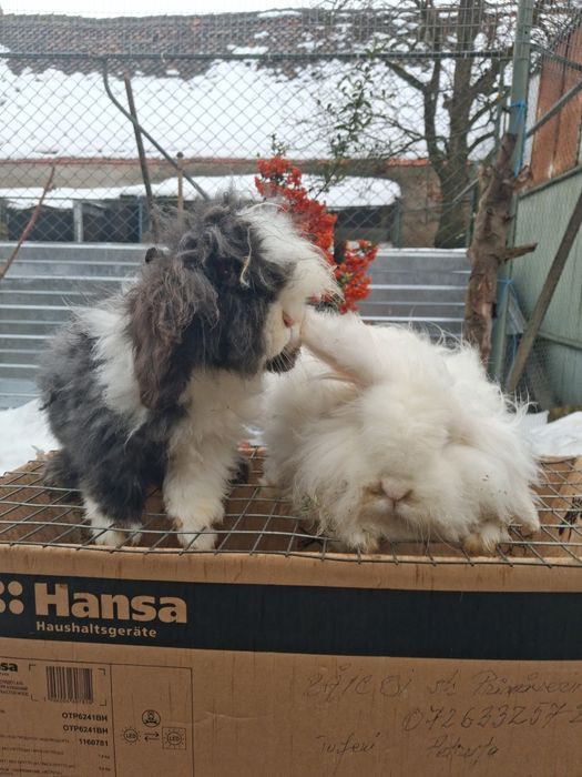 Vănd iepuri angora