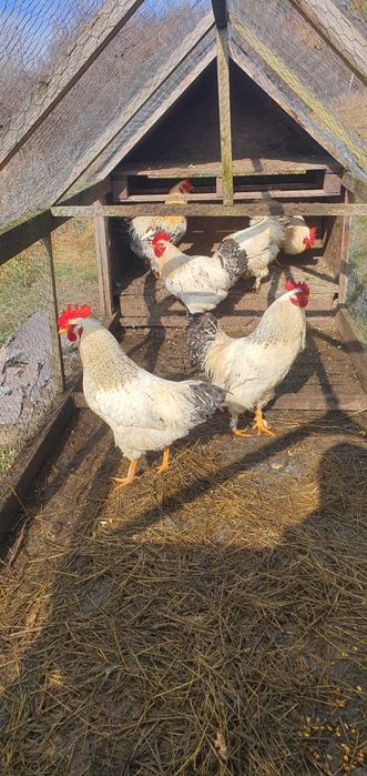 Cocosi din 2025, 1 cocos schimb