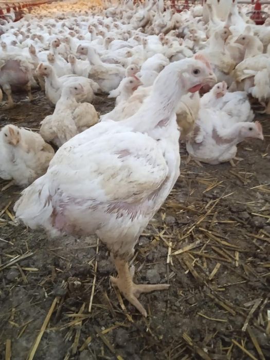 Pui albi de carne și rasa mixta