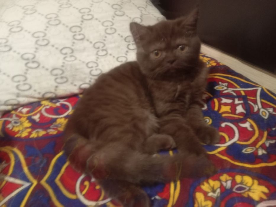 Jinsiy aloqa va yaqinlik