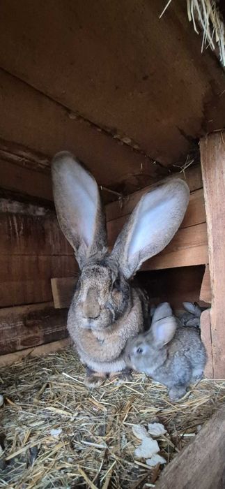 Зайци , великани