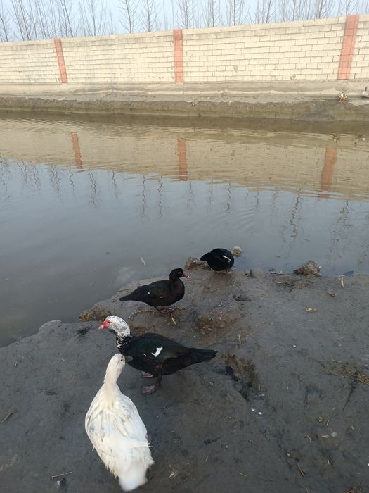 Индоутка сотилади