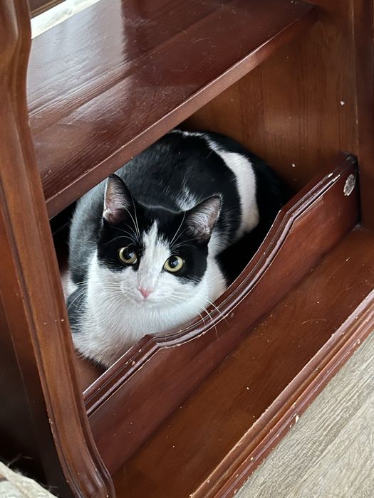 Отдам котика в добрые руки