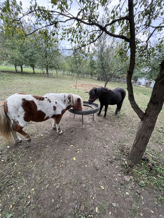 Vand un lot de trei ponei