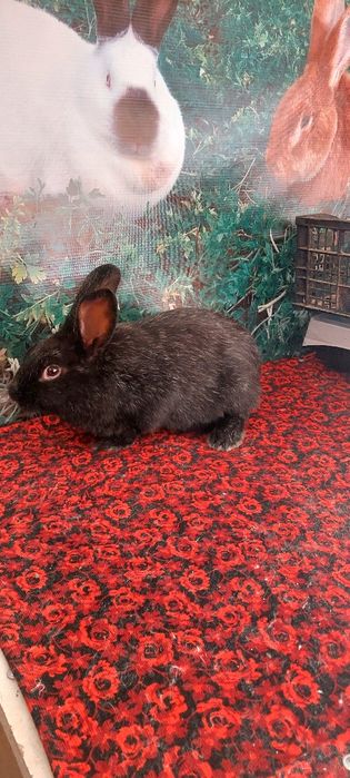 Кролики Полтавской серебро