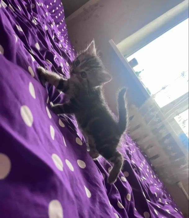 В красивых окрасах девочки, 1.5 мес