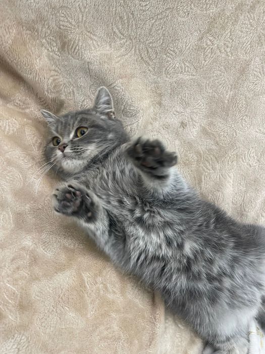 Котик смесь британец