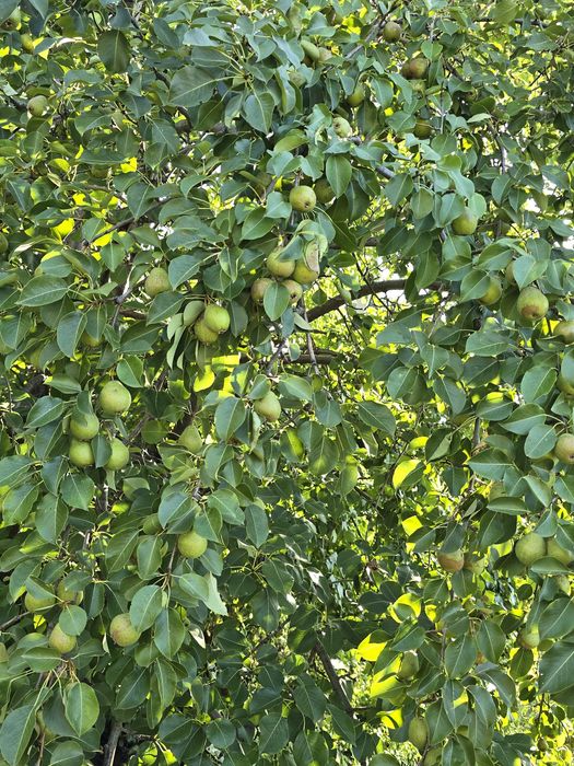 Продается Дача Геолог