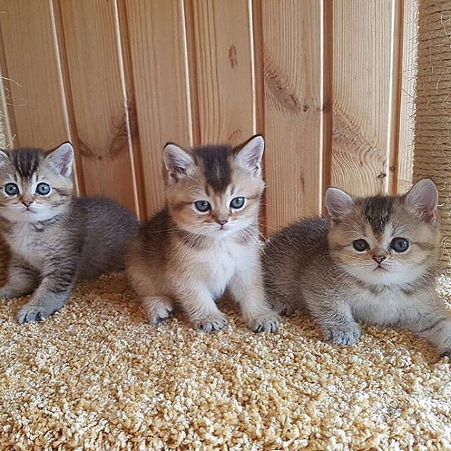 Шиншиллята Котятки!