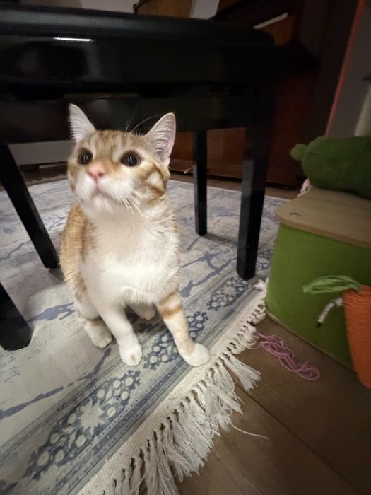 Отдам кота в хорошие руки