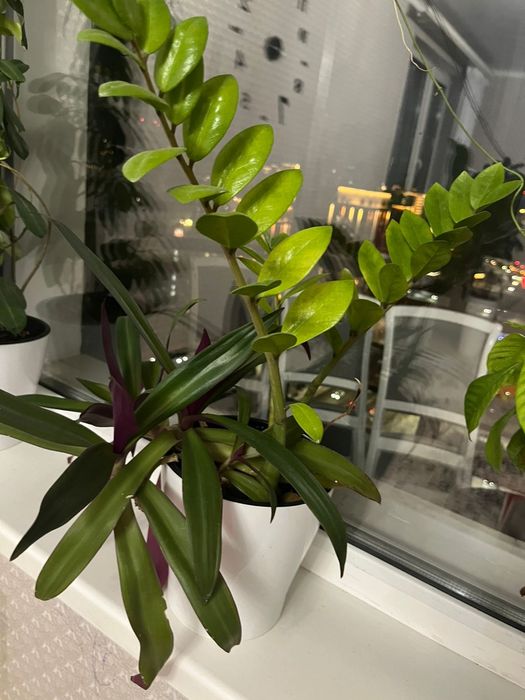 Цветы для уюта вашего дома