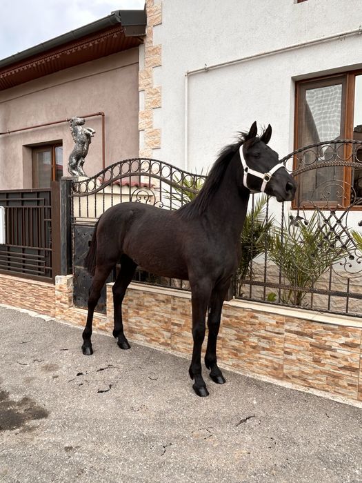 Iapă (mânză) frizian-lipitan