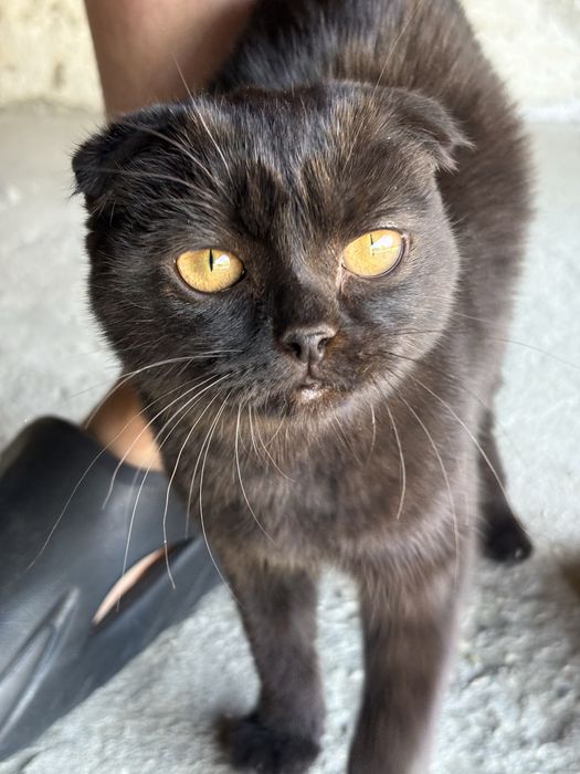 Отдам бесплатно вислоухий