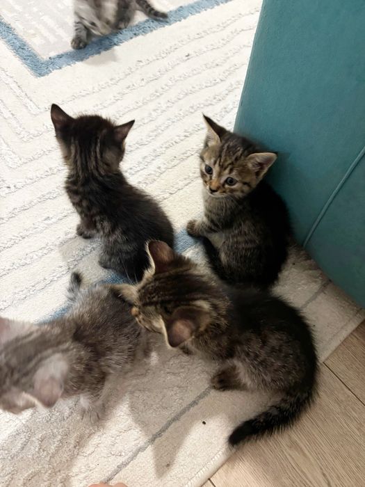 Котята скоттиш страйт