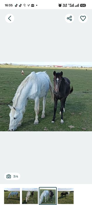 Vand iapa lipitan siglavi capriora cu pedigree invatata cu copii echitatie si atelaj Pret 2300 euro