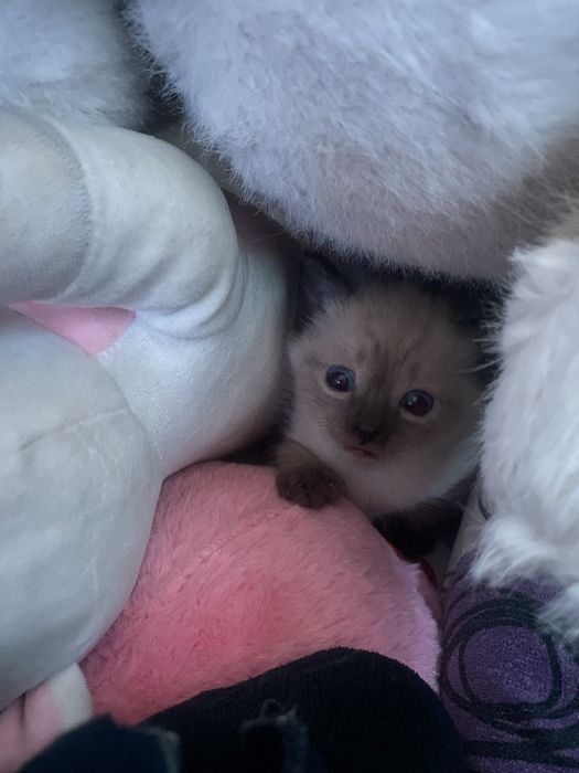 Отдам котёнка бесплатно