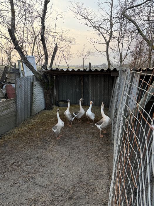 Gaste chinezesti,curci,bibilici albe,fazani comuni