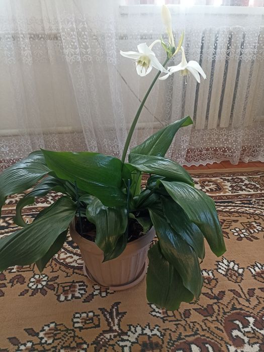 Амазонка лилия ко