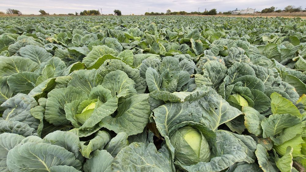 Varza de buzau în cantități mari și mici