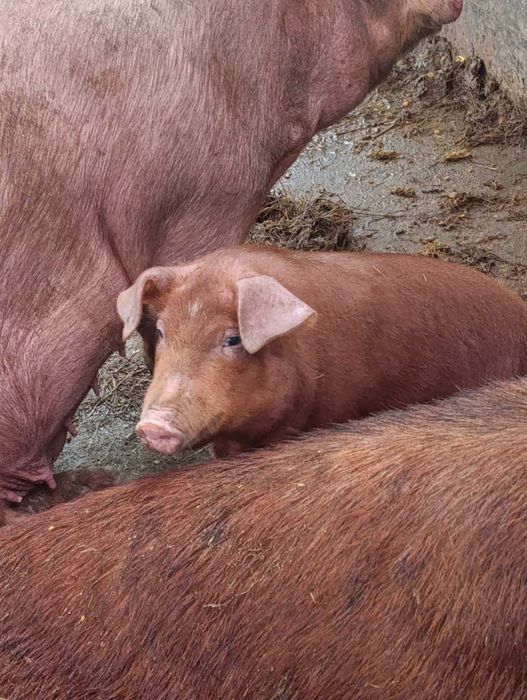 Продавам прасенца дюрок и бяла българка