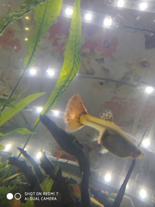 Рыбки, гуппи( тигровые,вуалевые)