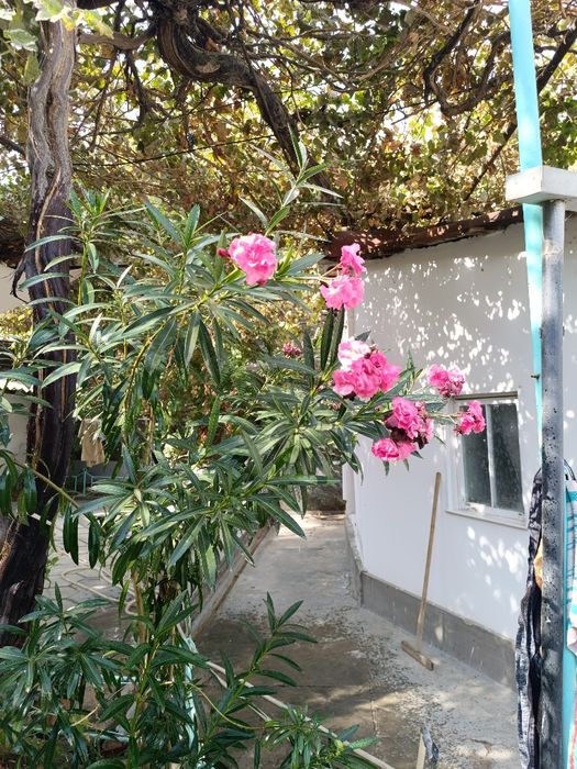 Продам цветы алеандр