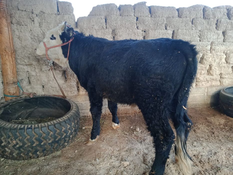 Өгіз сатылады. Түркістан.