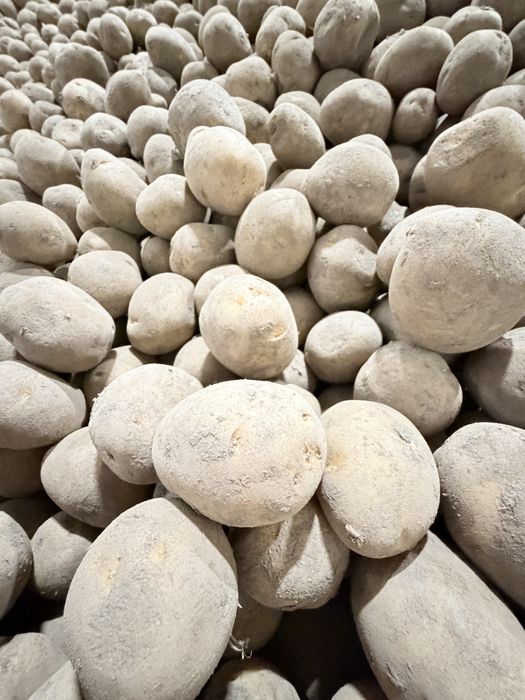 Продам семена картофеля Гала