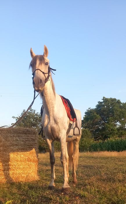 Iapă andaluz cu pedigree Spania