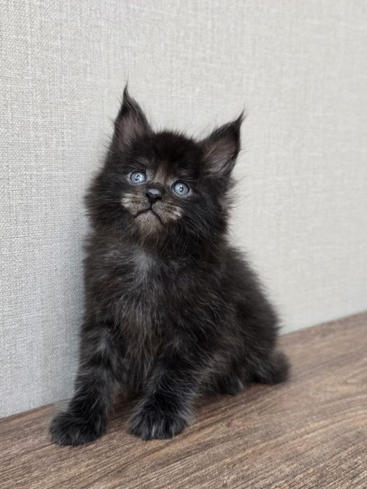 Мейн-куна мальчик