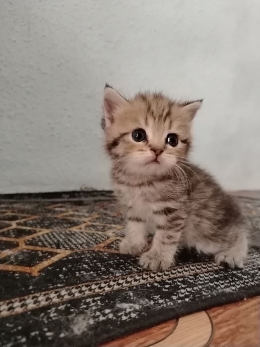 shinshila mushuk bollari