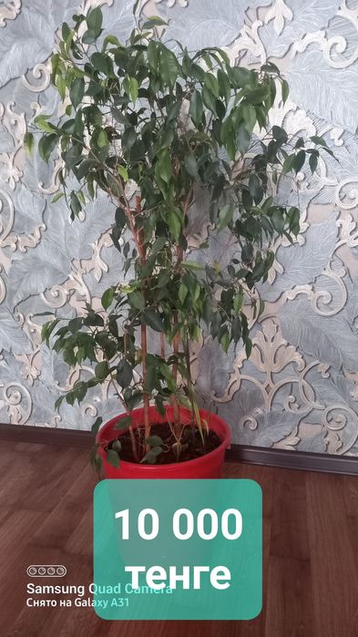 Комнатные цветы красивые