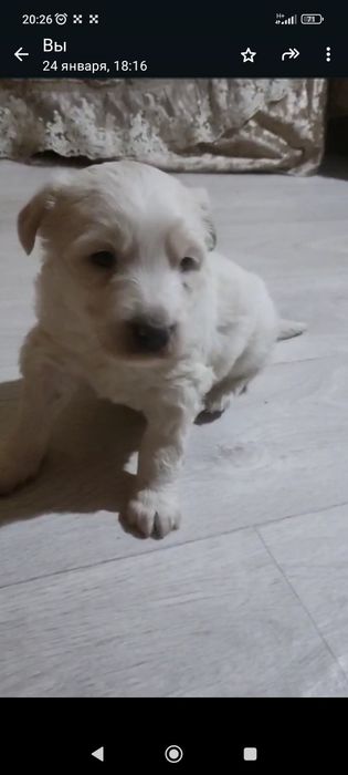 Щенки злые месяц от роду