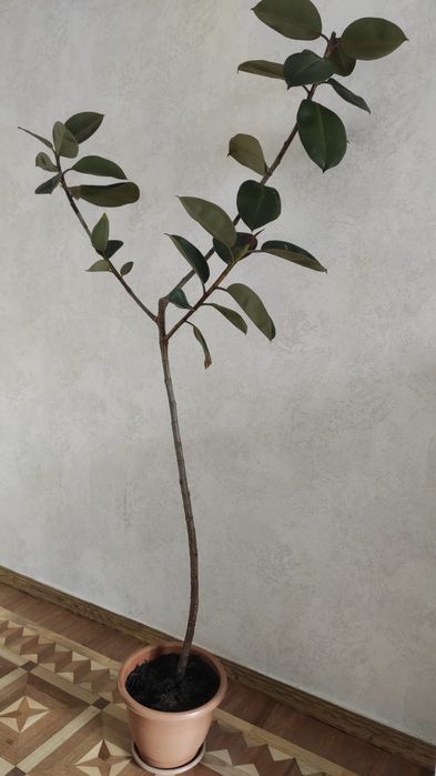 Продам фикус черный принц