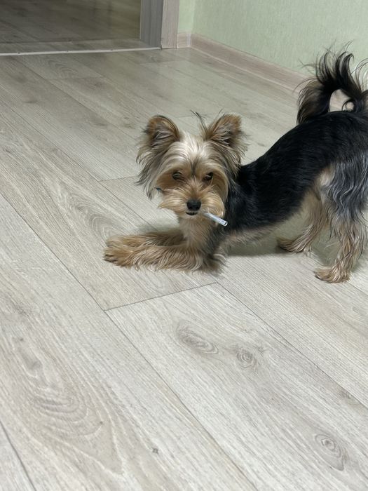 Продам йорка мальчика