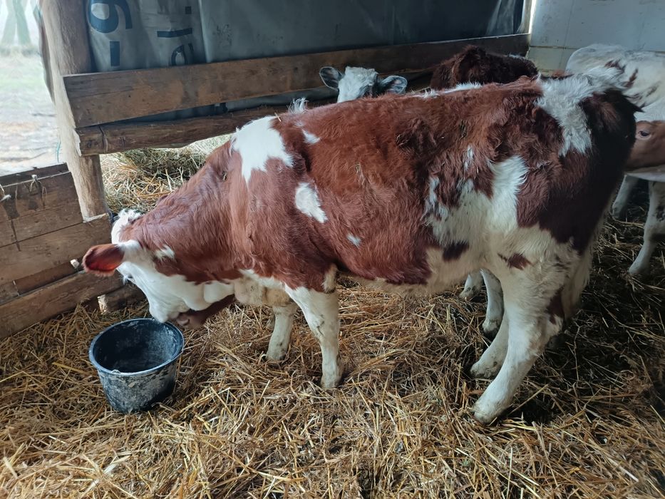 Vând vitei bălțat 4 femele și 2 mascul