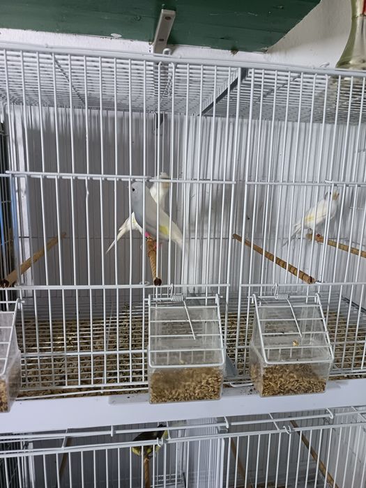 Canari Rasa ORPHEUS