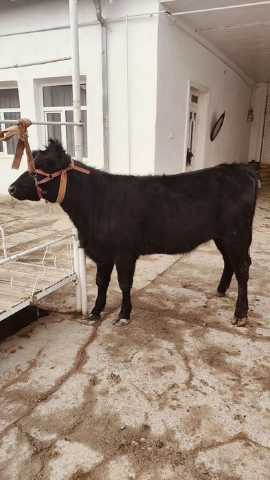 Абердин Ангус Гунажин тозаси