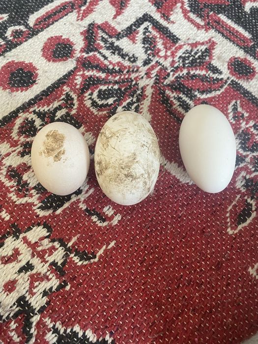 Oua fertile de gasca ouatoare