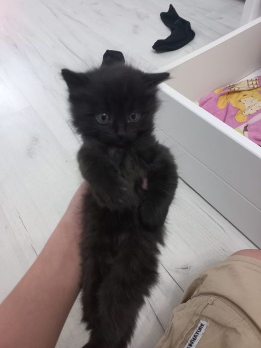 Отдам в добрые руки котят