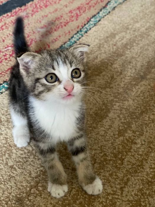отдаются котята в хорошие руки!