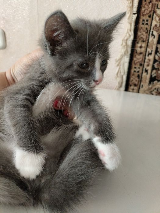 Кошка с котятами